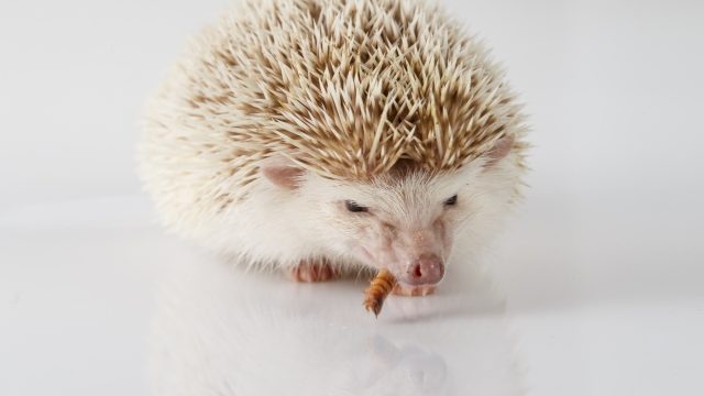 ハリネズミの鳴き声でわかる ハリネズミの気持ちを知ろう 小動物ドットコム ハリネズミの鳴き声でわかる ハリネズミの気持ちを知ろう 小動物ドットコム