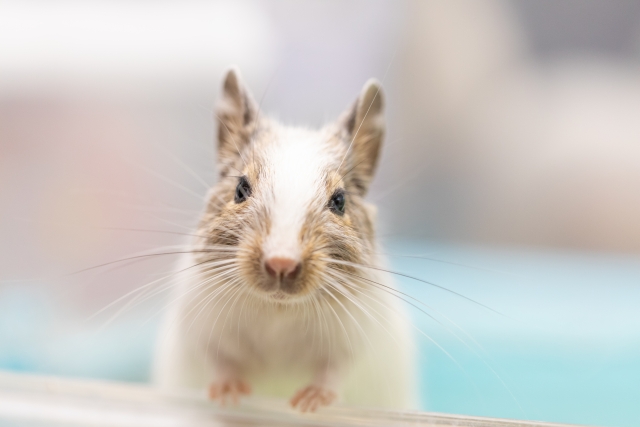 デグーってどこでもトイレしちゃうって本当 小動物ドットコム