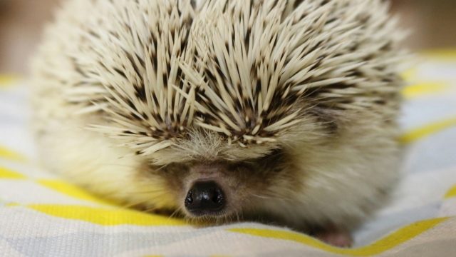 ハリネズミの鳴き声でわかる ハリネズミの気持ちを知ろう 小動物ドットコム
