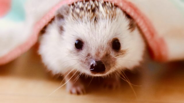 ハリネズミの鳴き声でわかる ハリネズミの気持ちを知ろう 小動物ドットコム ハリネズミの鳴き声でわかる ハリネズミの気持ちを知ろう 小動物ドットコム