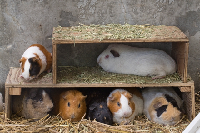 モルモットの種類や値段 特徴までをわかりやすくまとめてみた 小動物ドットコム