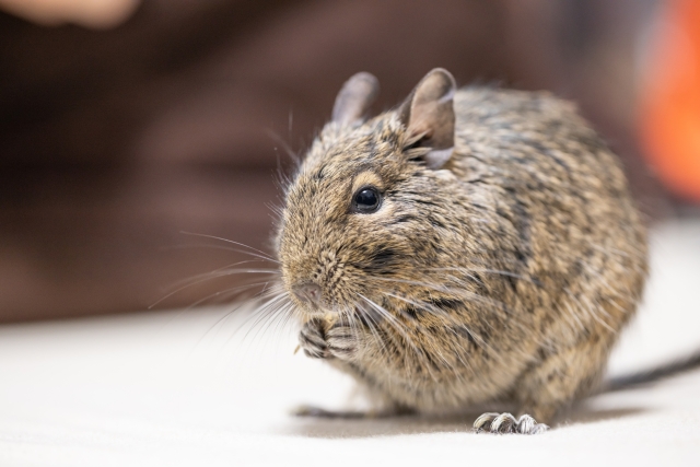 デグーの飼い方や値段 種類をまとめてみた 小動物ドットコム