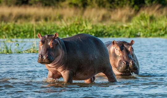 カバ最強説 地球上最強の地上生物はカバ 小動物ドットコム